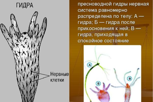 Что такое кракен шоп